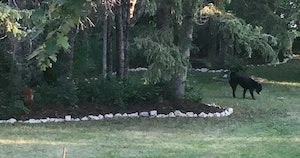 Free Landscape Border using concrete rubble or urbanite