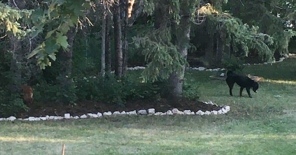 Free Landscape Border using concrete rubble or urbanite