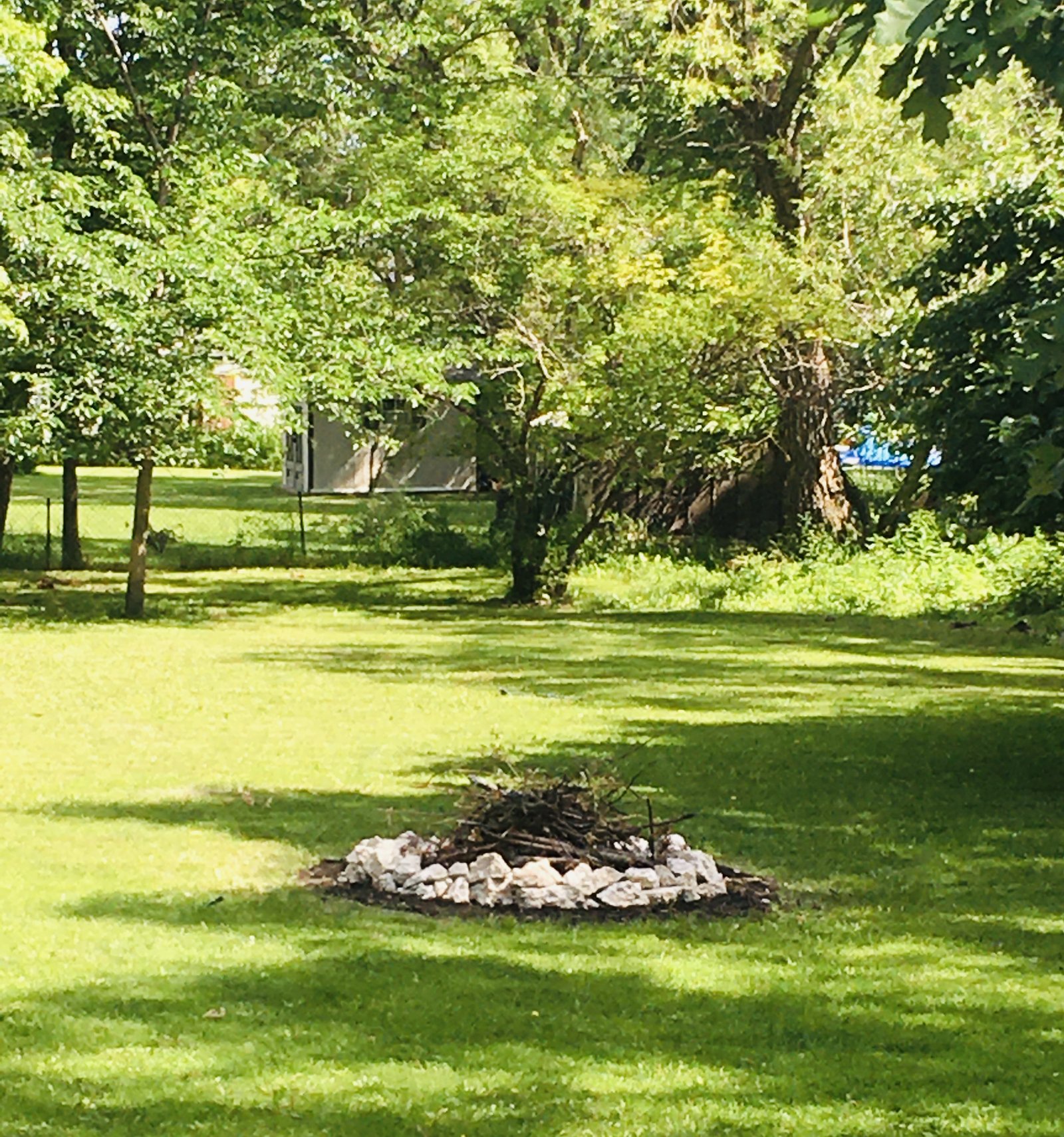 backyard before any landscaping, lots of weeds