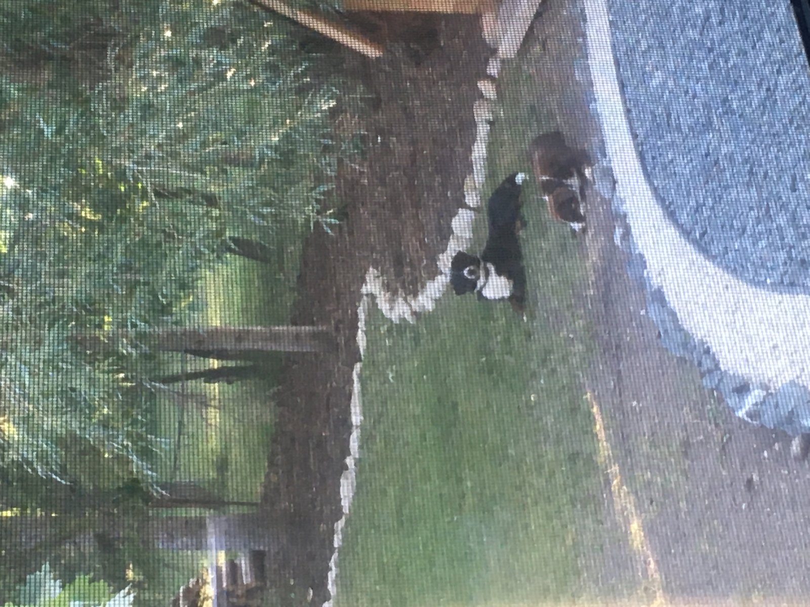 urbanite landscape border