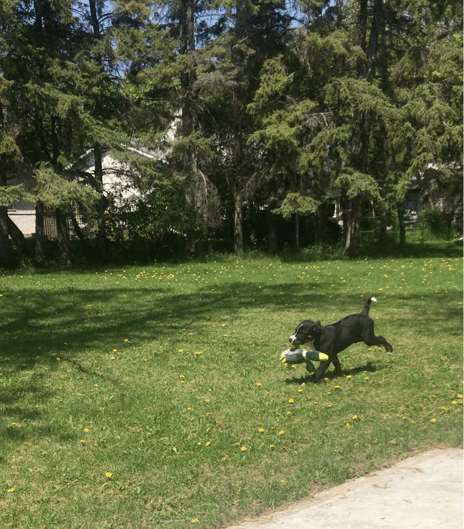 large backyard with overgrown edges
